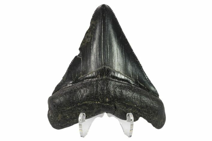 3.31" Fossil Megalodon Tooth - Serrated Blade